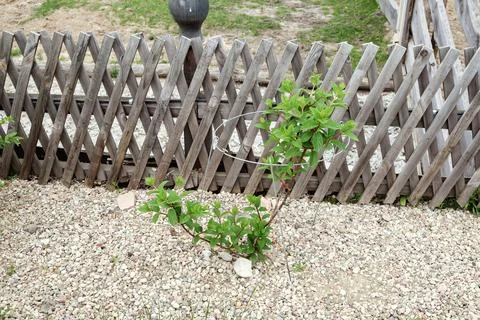 Sapling of paniculate hydrangea. Metalic plant support. Small green shrub in Stock-Fotos