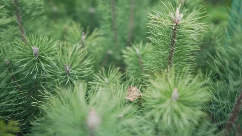 Sapling of a pine close up. Little xmas tree for decoration. Forest growing Stock Footage 117635537
