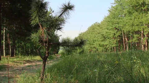 Sapling of a pine close up. Little xmas tree for decoration. Forest growing Stock Footage 120702304