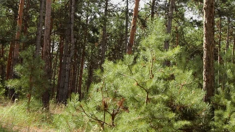 Sapling of a pine close up. Little xmas tree for decoration. Forest growing 動画素材 120702368