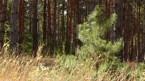 Sapling of a pine close up. Little xmas tree for decoration. Forest growing Stock Footage 120702376