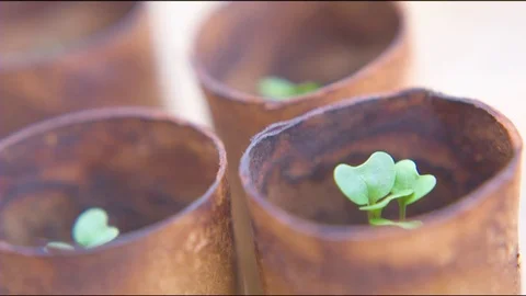 Sapling planted in rustic container Stock Footage 76198828