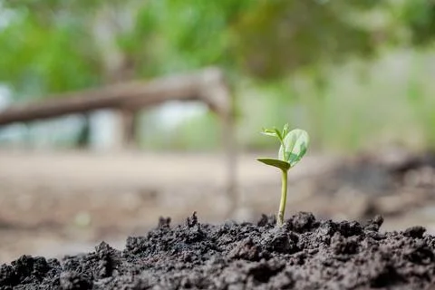 The sapling of plants that grow new on the soil that picks up water to rece.. Stock Photos