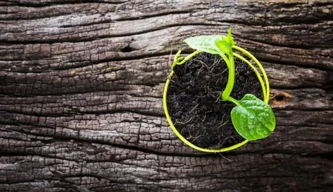 Sapling in a pot Foto stock