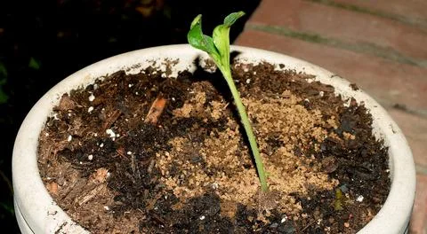 A sapling in a pot Foto stock