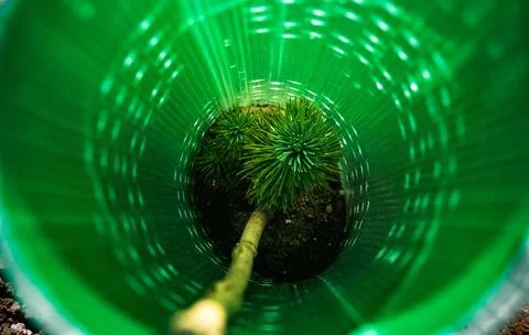 Sapling protected by plastic sleeve from external damage Stock Photos