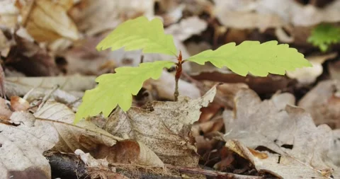 The sapling of a Quercus petraea, sessil... | Stock Video | Pond5