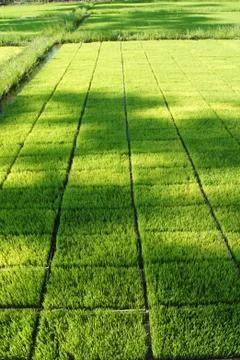 Sapling rice. Stock Photos