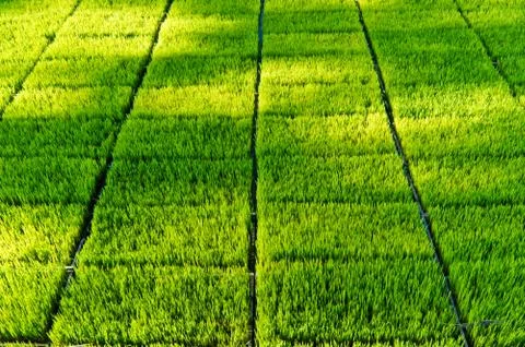 Sapling rice. Stock Photos