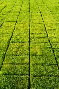 Sapling rice. Stock Photos