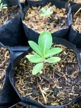 Sapling seedling in soil an isolated Foto stock