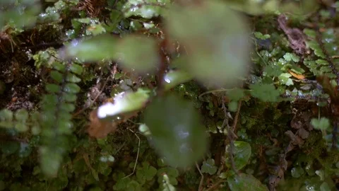 Sapling shinning in the light Stock Footage 98678553