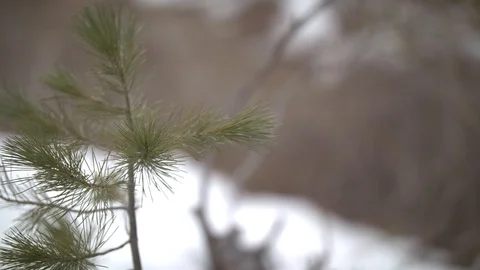 Sapling in the Snow Stock Footage 89015104