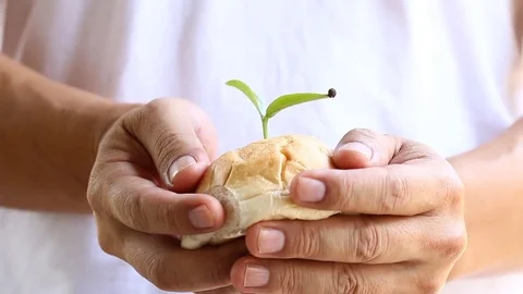 Sapling  with soil  in hand  Stock Footage 83372354