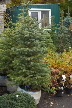 A sapling of a spruce tree in a pot with earth on the background of shrubs .. Fotos de archivo