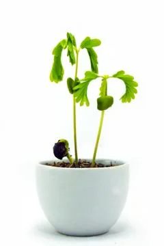 Sapling of tamarindus Stock Photos