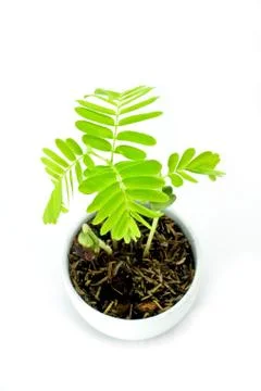 Sapling of tamarindus Stock Photos