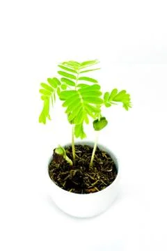 Sapling of tamarindus Stock Photos