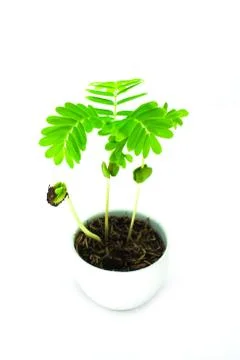 Sapling of tamarindus Stock Photos
