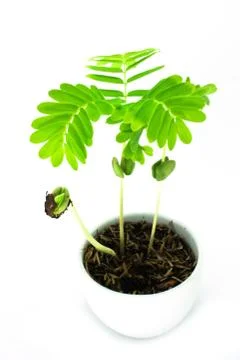 Sapling of tamarindus Stock Photos