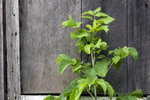 Sapling of a tree is growing in front of an old wooden door Stock Photos