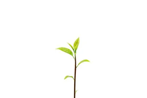 Sapling of the tree isolated on white background. Stock Photos