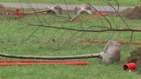 Sapling tree ready for planting in the city park Stock Footage 231742873