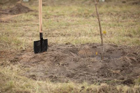 Sapling tree ready for planting in the city park, concept of landscaping of t Stock Photos