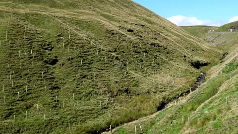 Sapling trees on the slopes of Peak District hills panning shot 库存影片 249460120