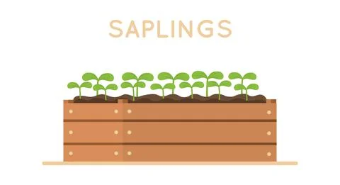 Sapling in wooden box. Vector design illustration isolated on white background. 스톡 일러스트