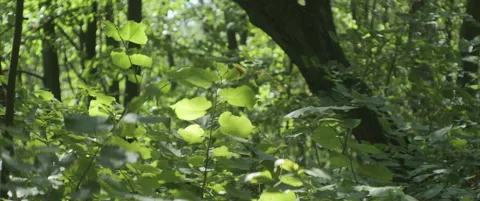 Saplings and trees in the forest 4K anamorphic video Stock Footage 317367795