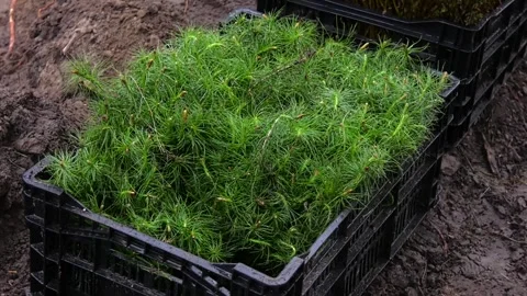 Saplings of coniferous breeds. Stock Footage 249923430