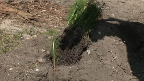 Saplings of coniferous breeds. Video stock 281913409
