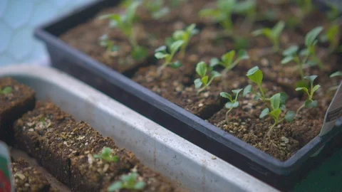 Saplings growing in a tray Vidéo 87119984