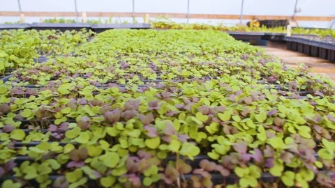 Saplings grown in sapling tray in a green house Stock Footage 87802022