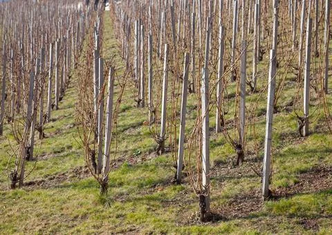 Saplings in a park in springtime Stock Photos