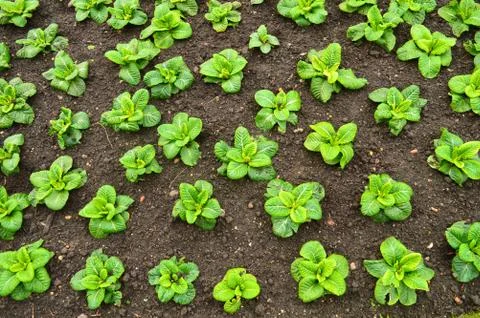 Saplings planted on dark brown soil Stock Photos