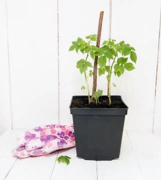 Saplings of raspberries Stock Photos