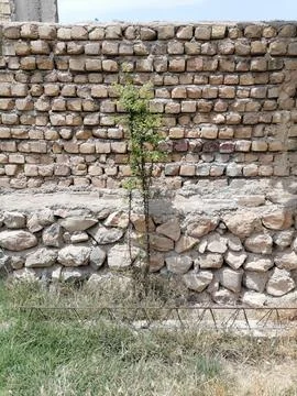 Sapling’s resilience Stock Photos