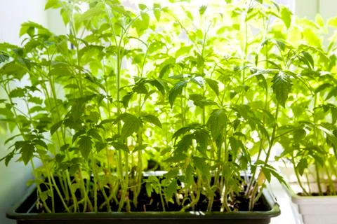 Saplings of tomatoes on the windowsill Stock Photos
