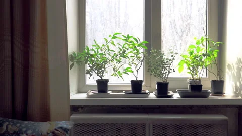 Saplings on the windowsill. Dolly in Stock Footage 128128161