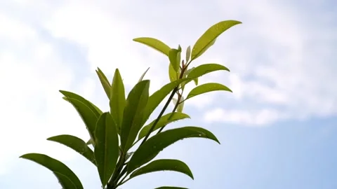 Sapodilla Branch Video stock 133170593