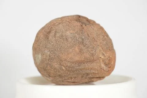 Sapodilla: A Close-Up of Nature's Rustic Elegance Stock Photos