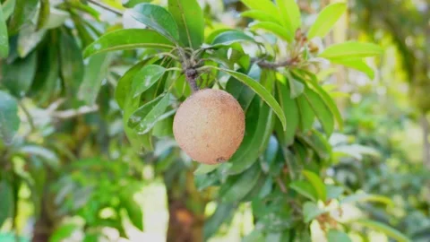Sapodilla Stock Footage 230917482