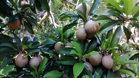 Sapodilla fruit close up at garden. Stock Footage 243708652