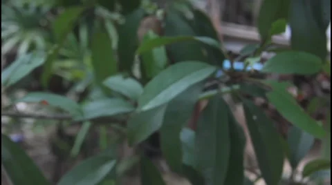 Sapodilla Fruit Video stock 63432070