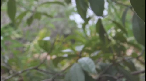 Sapodilla Fruit Video stock 63432119