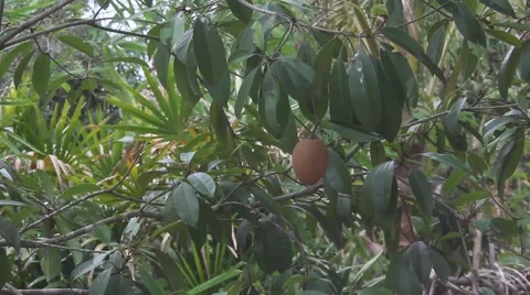Sapodilla Fruit Video stock 63432245