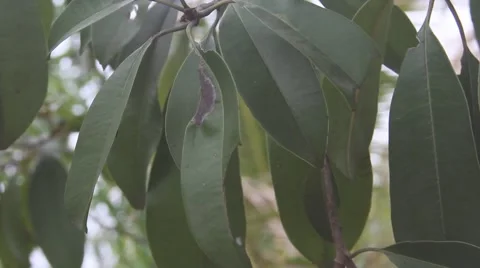 Sapodilla Fruit. Video stock 63432265
