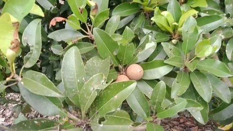 Sapodilla fruit Stock Footage 170061679